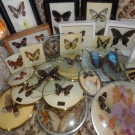 22x präparierte Schmetterlinge, in div. Glas-und Hozrahmen