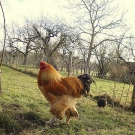 10  keine Bruteier von Brahma