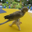 Ens  Wellensittich wunderschön   ( Farbe Hellblau )