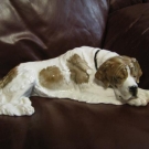 Liegender Bernhardiner Rosenthal Porzellan ca.42 cm top zustand