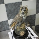 LANGOHREULE, AK Kaiser, limitiert, G. Tagliariol, Wildlife, Eule, Vogel, 32 cm